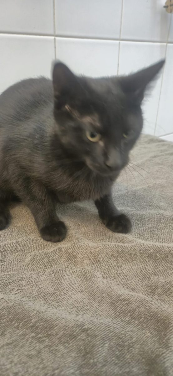 Pisi pt. adoptie