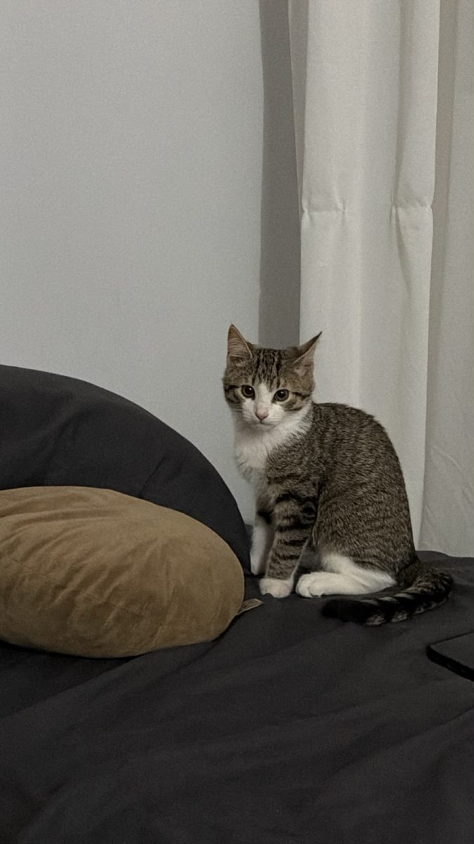 Adoptie urgenta pui tigrat
