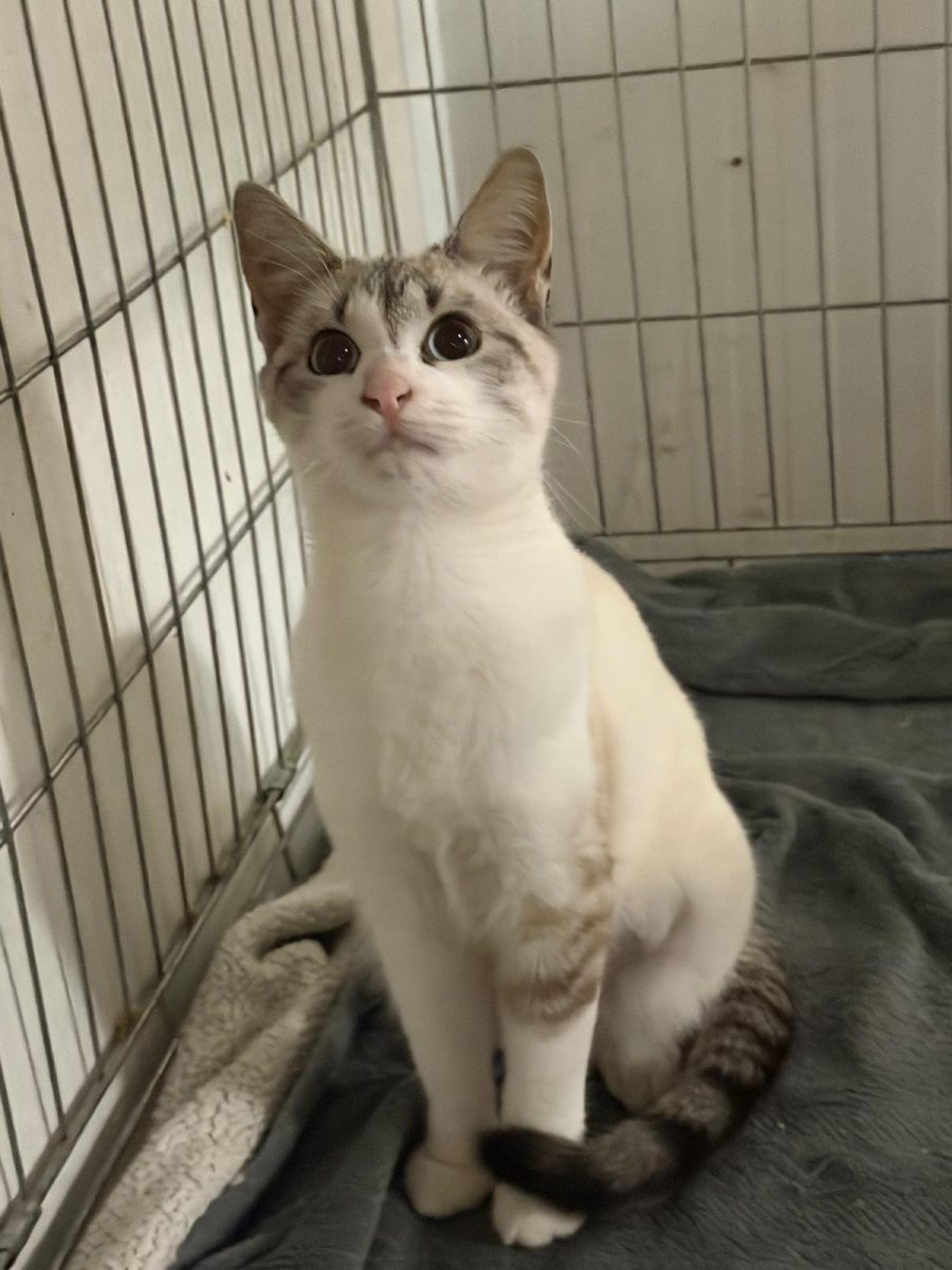 Freya , printesa de plus