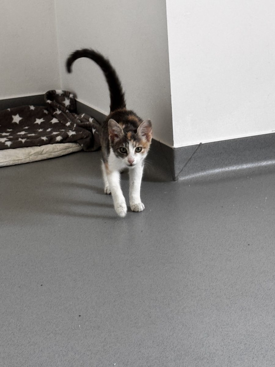 O fetiță de aproximativ 4 luni își caută familia