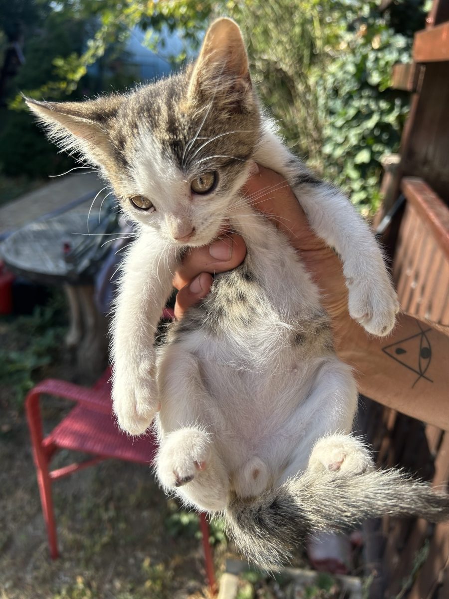 🐱 Un motănel curajos își caută familie