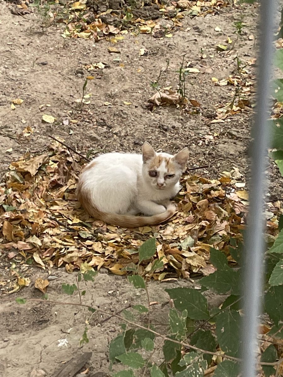Un motănel în vârstă de 3 luni are nevoie de adopție urgentă 🐾