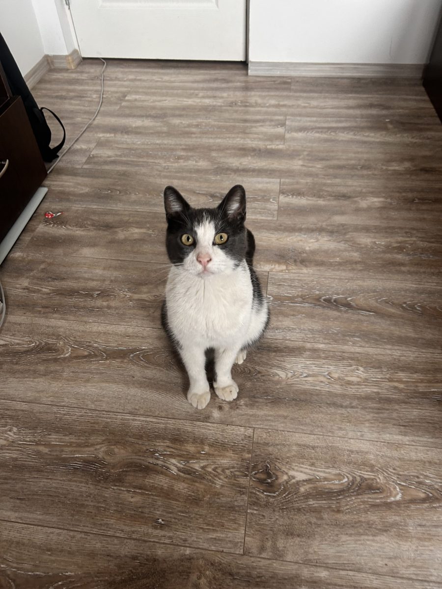 Motanel spre adopție