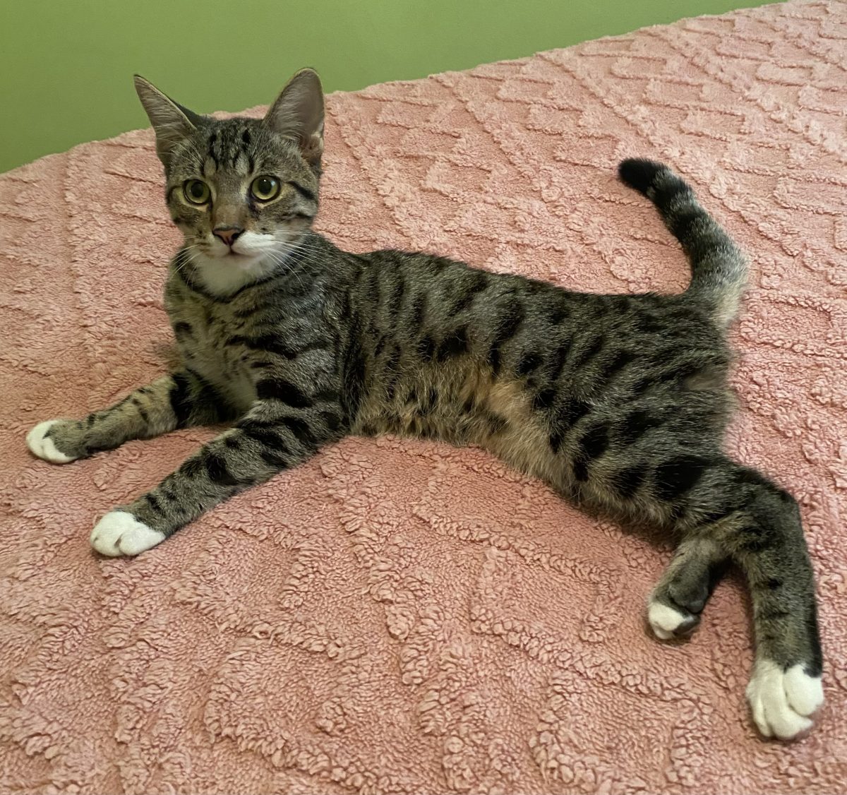 Victor este adevarata definiție a iubirii necondiționate!😻😻😻
