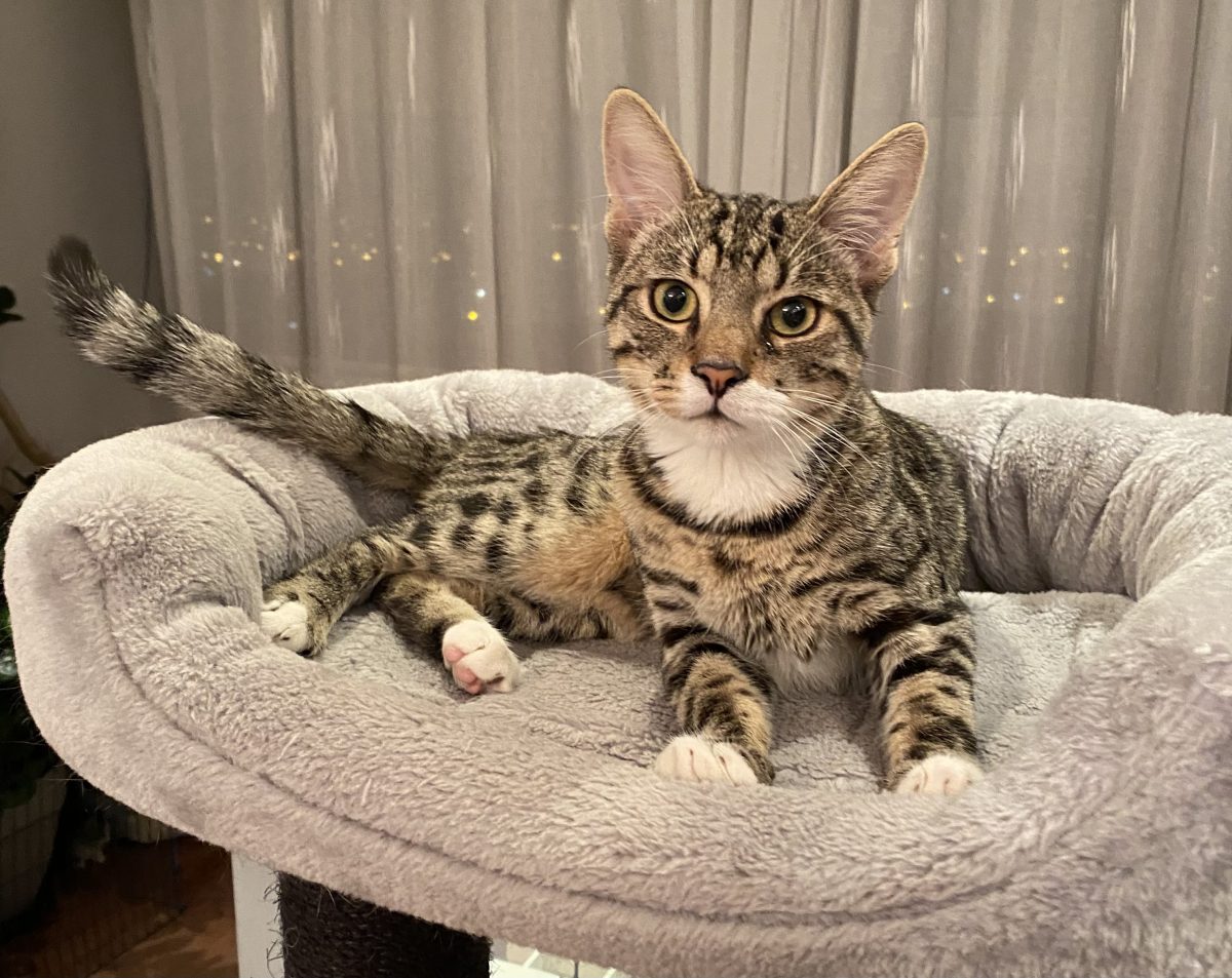 Adopta-l si nu vei mai fi trist niciodata!😻😻😻