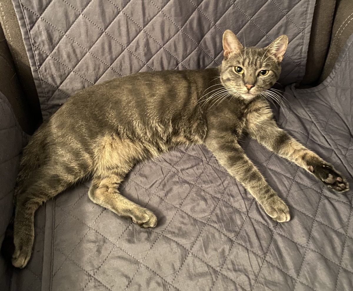 Cel mai special motan asteapta sa il adopti!💙💙💙