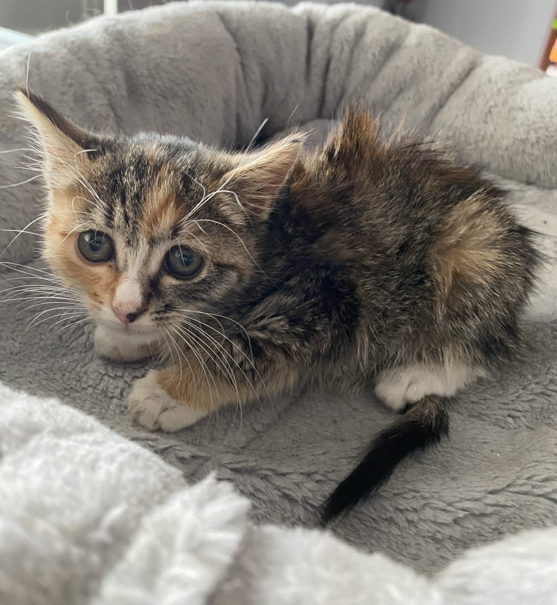 Minunea asta mica își dorește să facă parte dintr-o familie frumoasă!😻 😻😻
