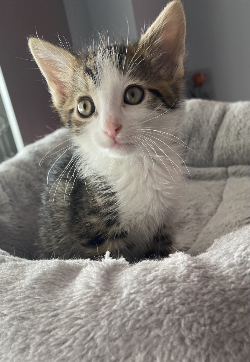 Adorabil și lipicios abia așteaptă să il iei acasa!😻😻😻