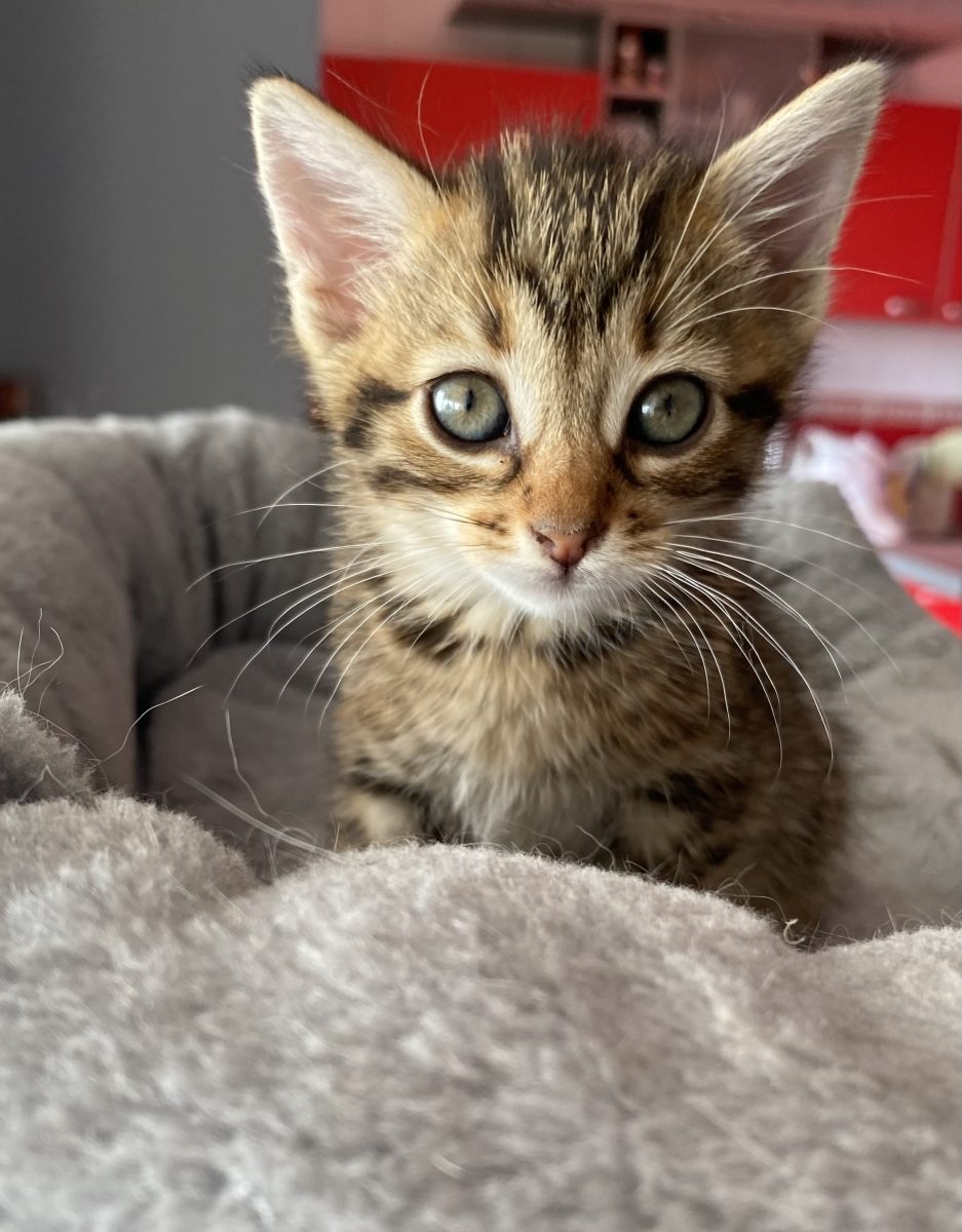 Micuța Ella abia așteaptă să o iei acasă!💖💖💖