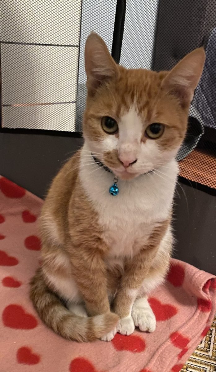 Frumusete de motan pentru adopție responsabila!🧡🧡🧡