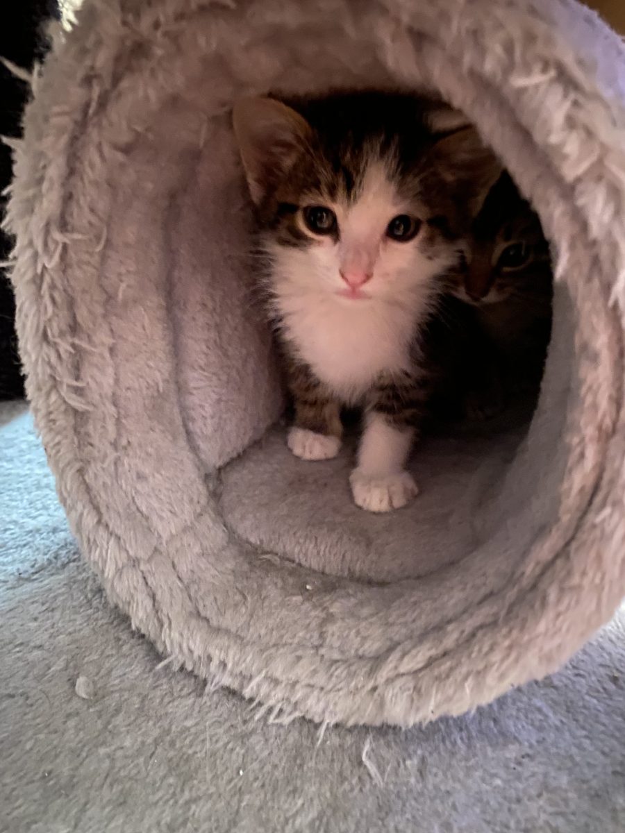Cel mai dragalas motanel are nevoie de o familie!🥰🥰🥰