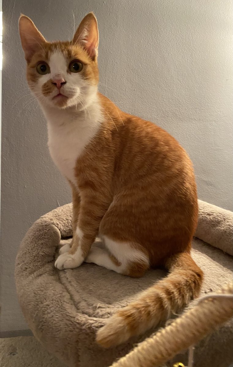 Și frumos și blând și iubitor!😻😻😻