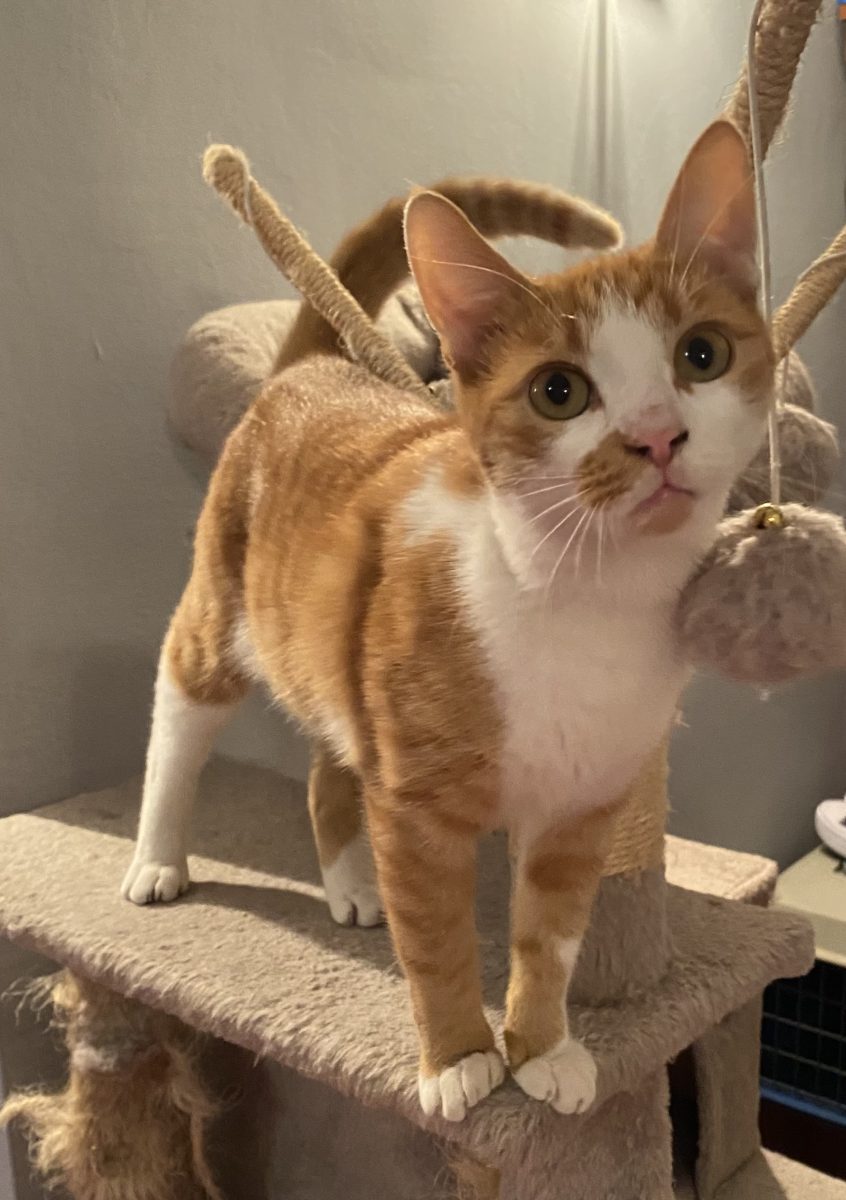 Motan superb pentru adopție!♥️♥️♥️