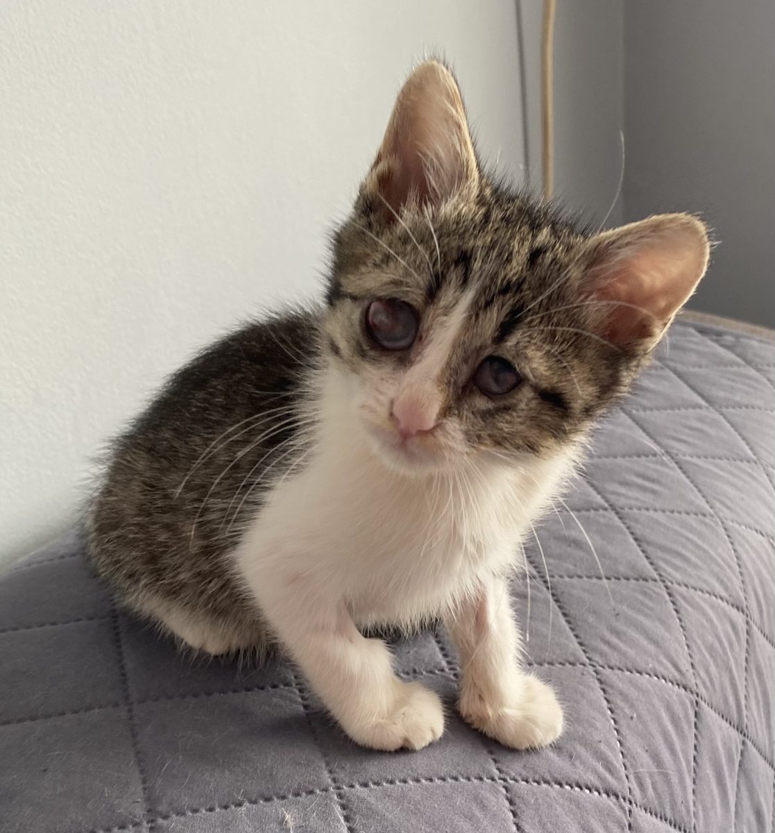 Micutul războinic asteapta sa fie adoptat de o familie minunata!💙💙💙