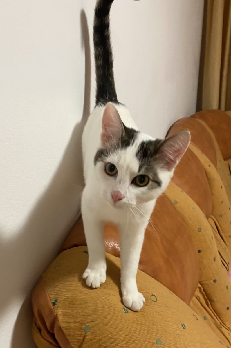 Daca spui ca nu iubești pisicile,înseamnă că nu l-ai cunoscut pe Dusty!😻😻😻