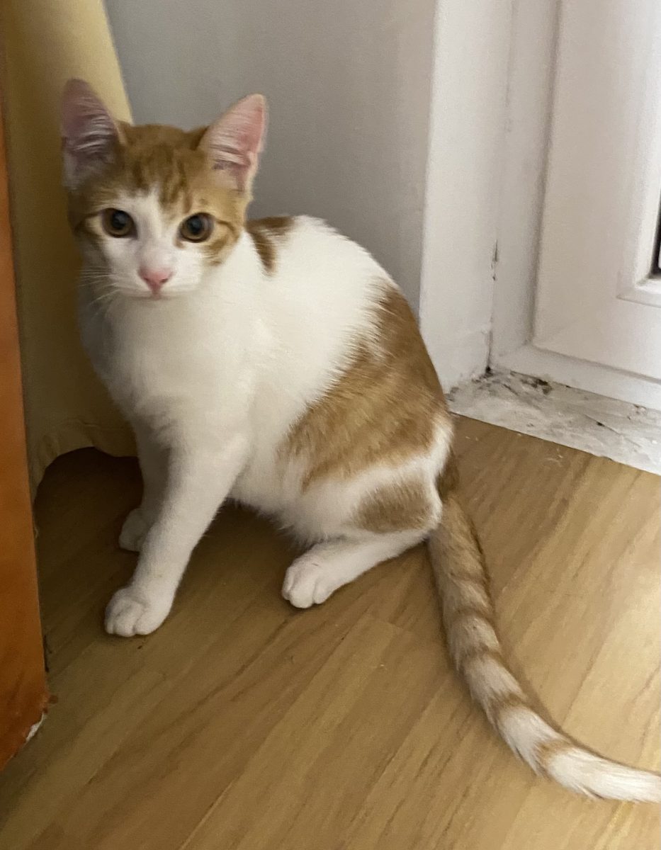 Frumosul Sanny își dorește o familie unică!😻😻😻