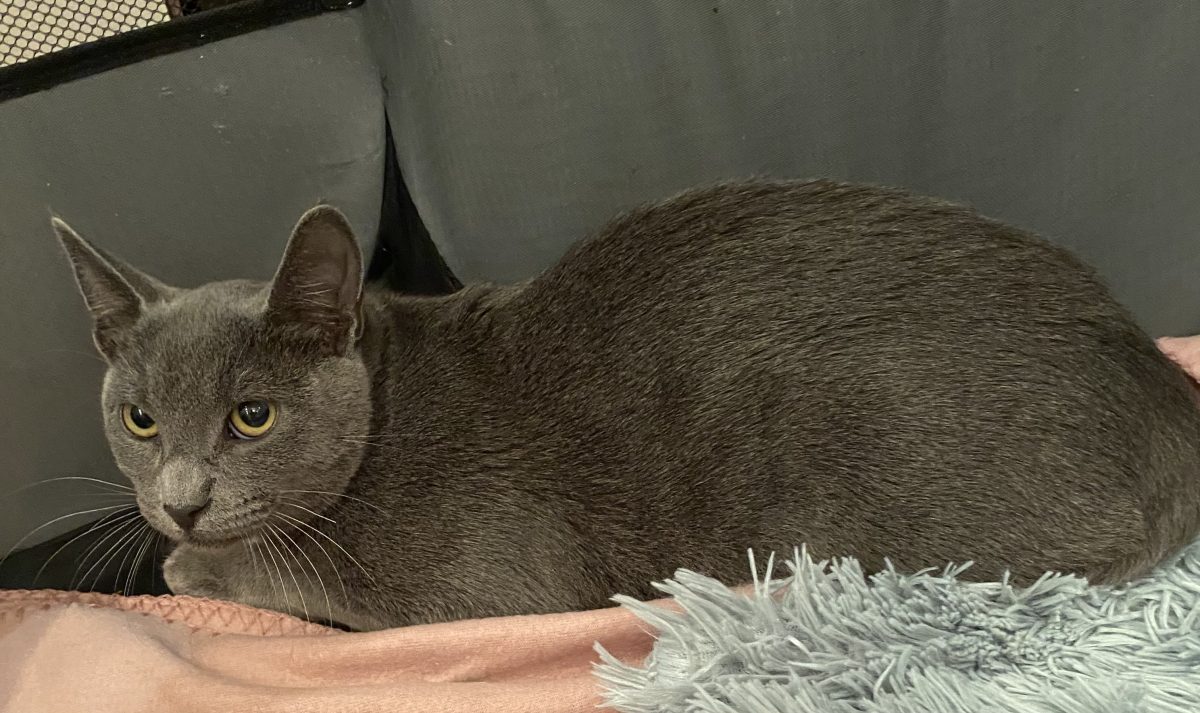 Elegant și lipicios,își caută familia perfectă!😻😻😻