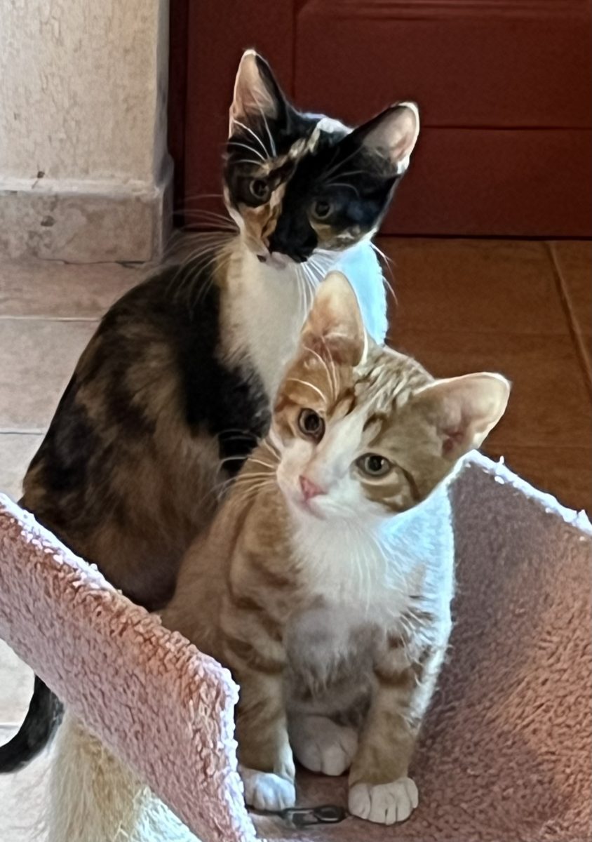 Piscot, cel mai prietenos pisoi, isi cauta omul