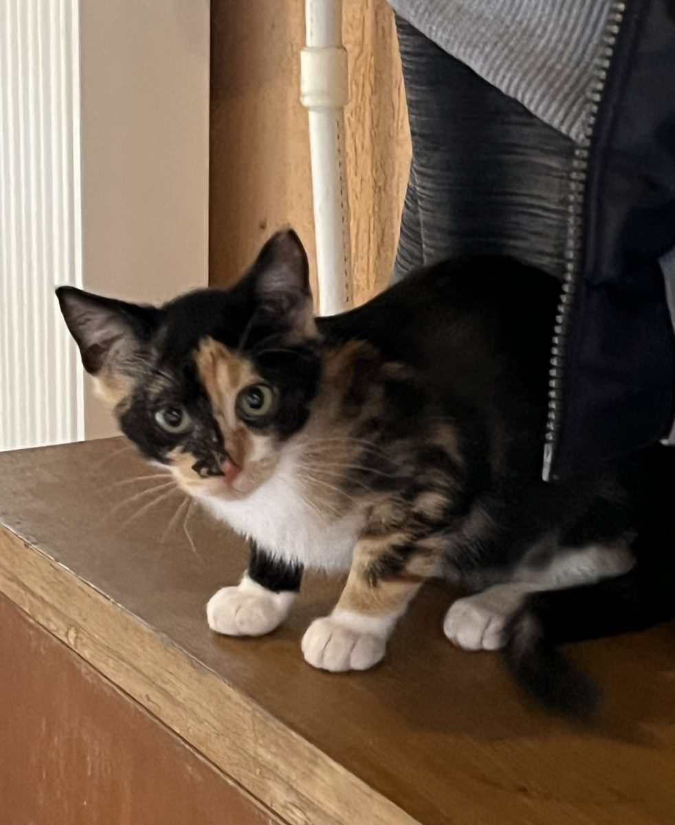 Pralina, o fetita dulce