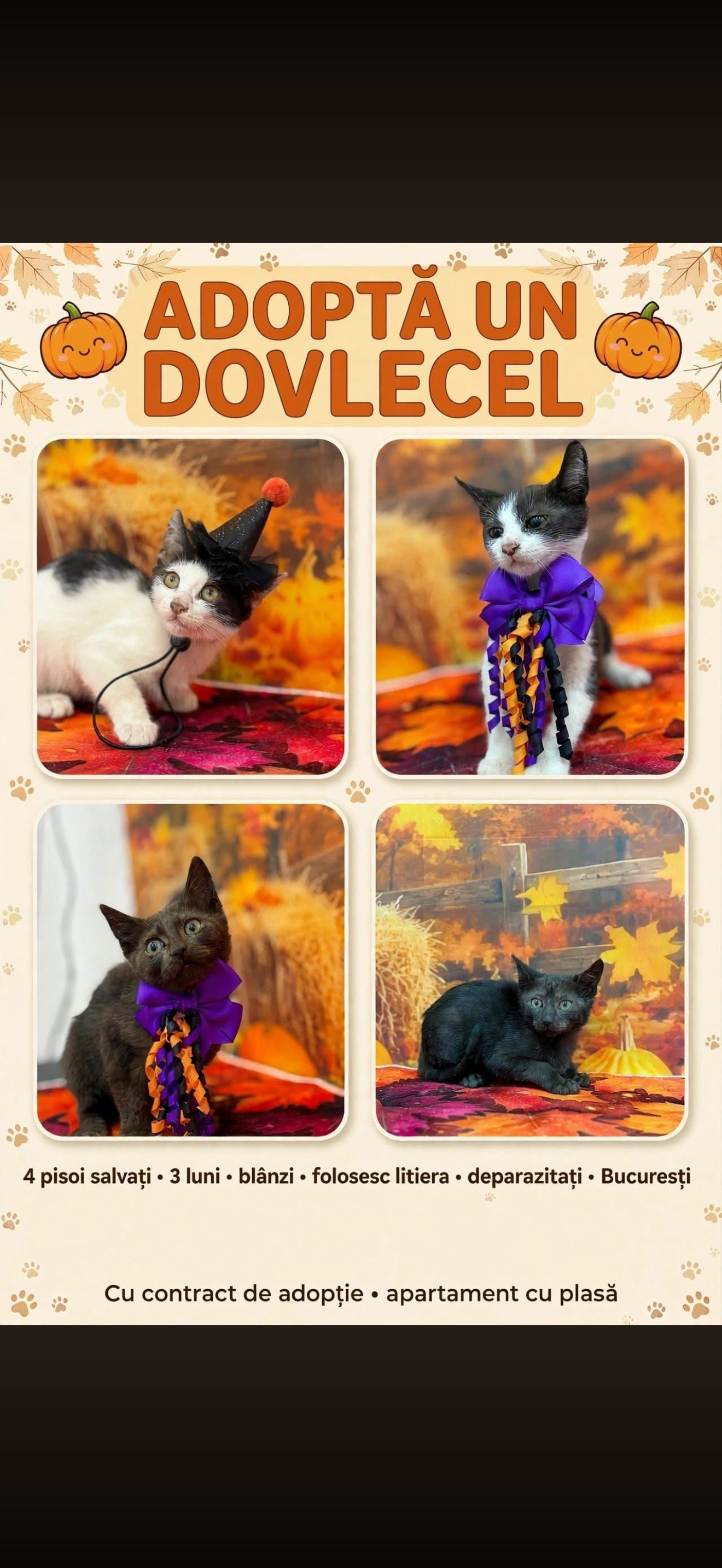 🐱 4 pisoi de 3 luni își caută familii iubitoare – București ❤️