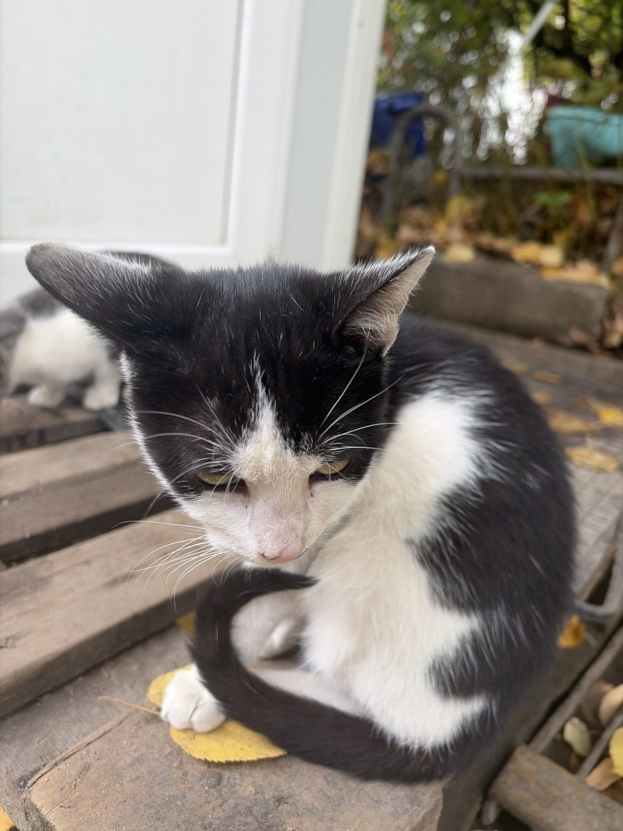 Loki nu mai vrea sa doarma pe ciment