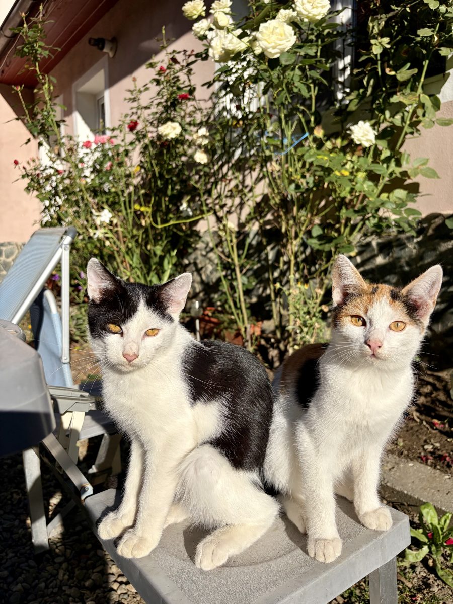 Trei suflete mici caută pe cineva care să le spună “ești acasă” 🏡