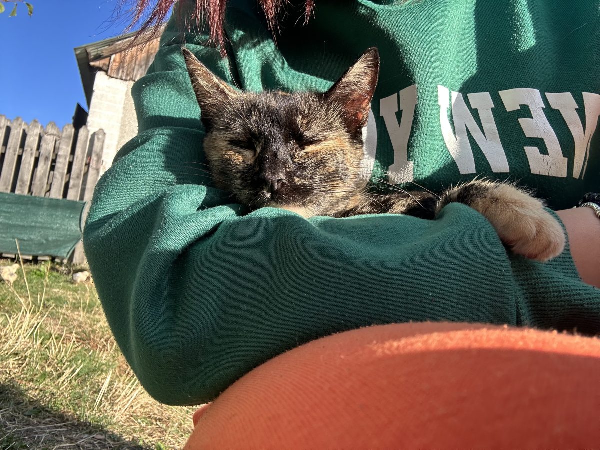 Cleo își dorește o casă nouă