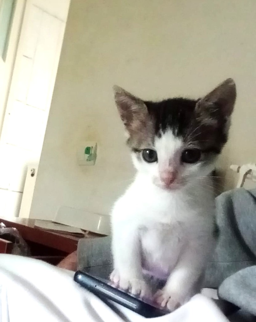 Lino, iși caută familia lui pentru totdeauna 🐾