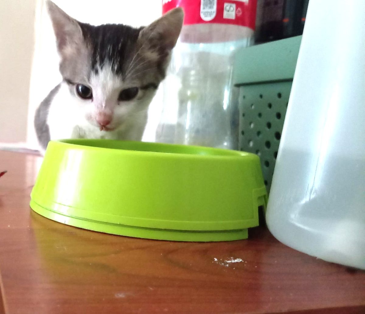 Lino, iși caută familia lui pentru totdeauna 🐾