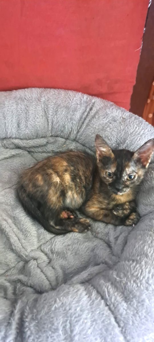 Lola, dragalasenie cu mustati