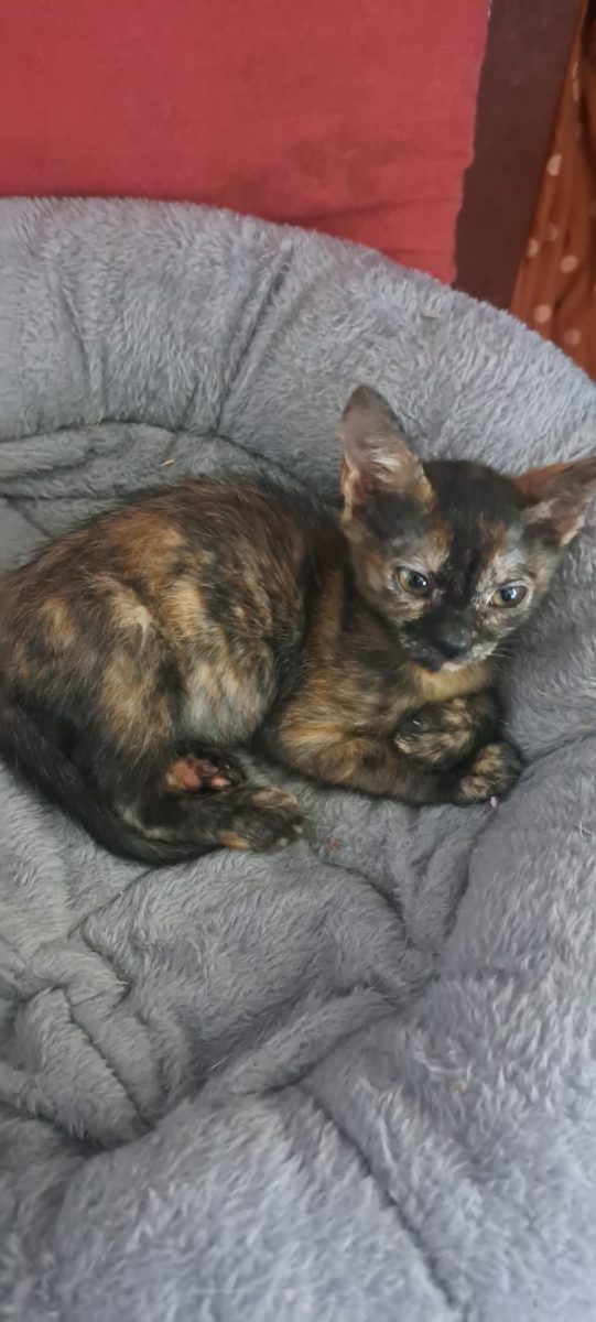 Lola, dragalasenie cu mustati