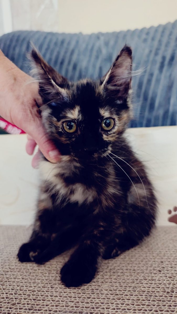 Lola, dragalasenie cu mustati