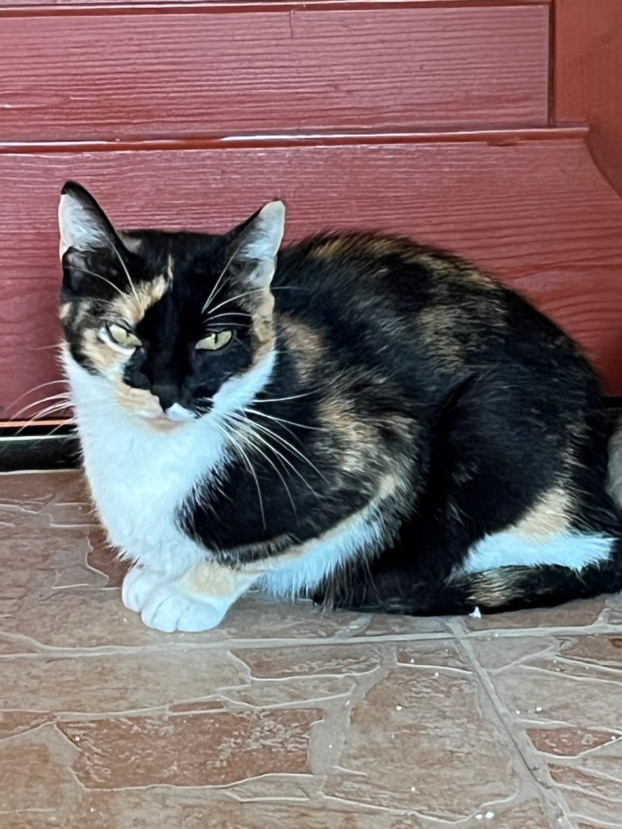 Miruna – fetita Calico de 3 ani care are nevoie de iubire si rabdare