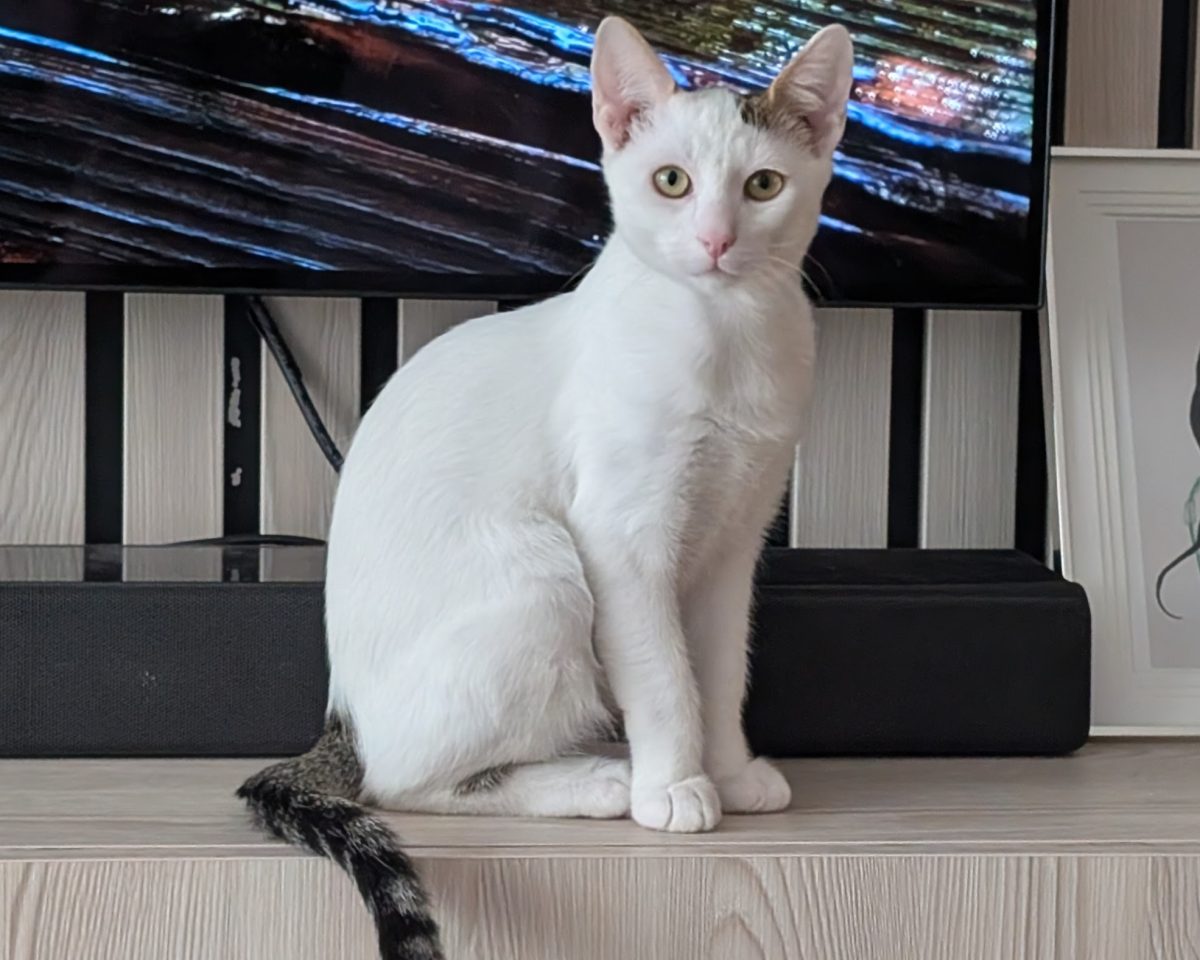 Albişor