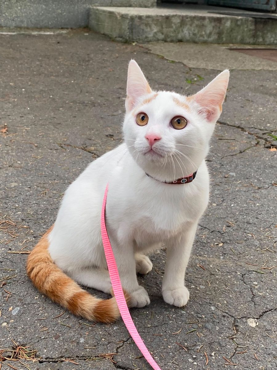 💫 Adoptie responsabila💫