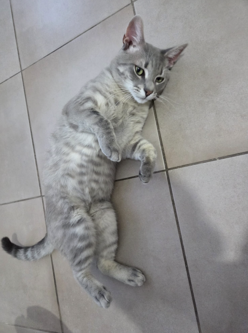 ✨ Tommy, motănelul gri cu blană scurtă: mai puțin păr vizibil pe haine, mai multă iubire în casă