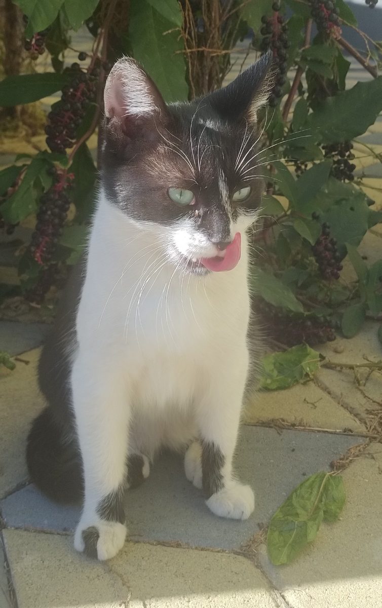 Fetita abandonata, 8 luni