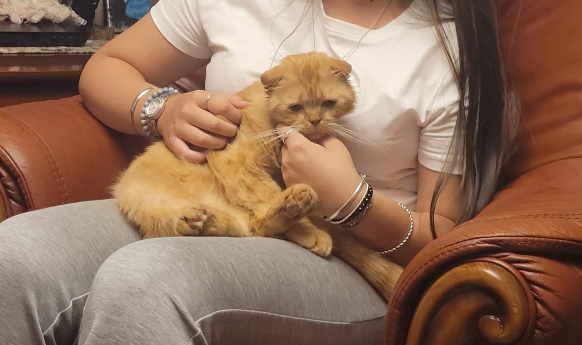 Adoptie motanel super torcacios si iubitor de 1 an si jumatate- metis Scottish