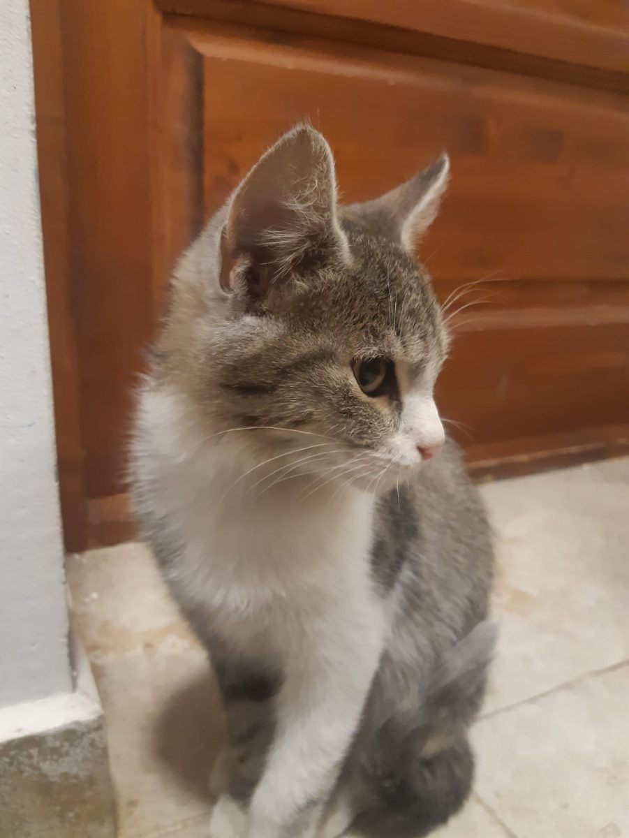 Alexandrina isi cauta o familie