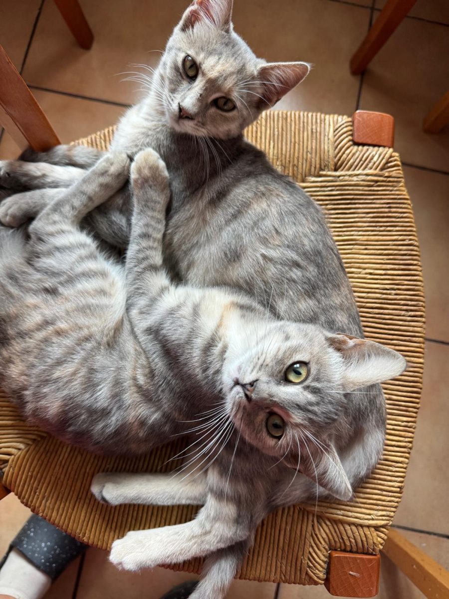 Mia si Bella isi cauta o familie iubitoare