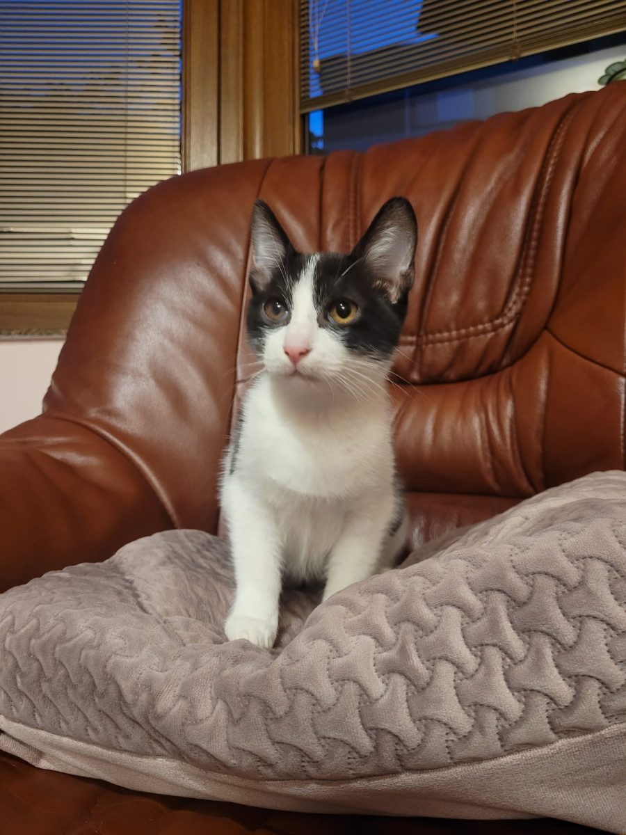 Adoptie motanel Tuxedo iubitor si torcacios de 3 luni – VACCINAT DEPARAZITAT