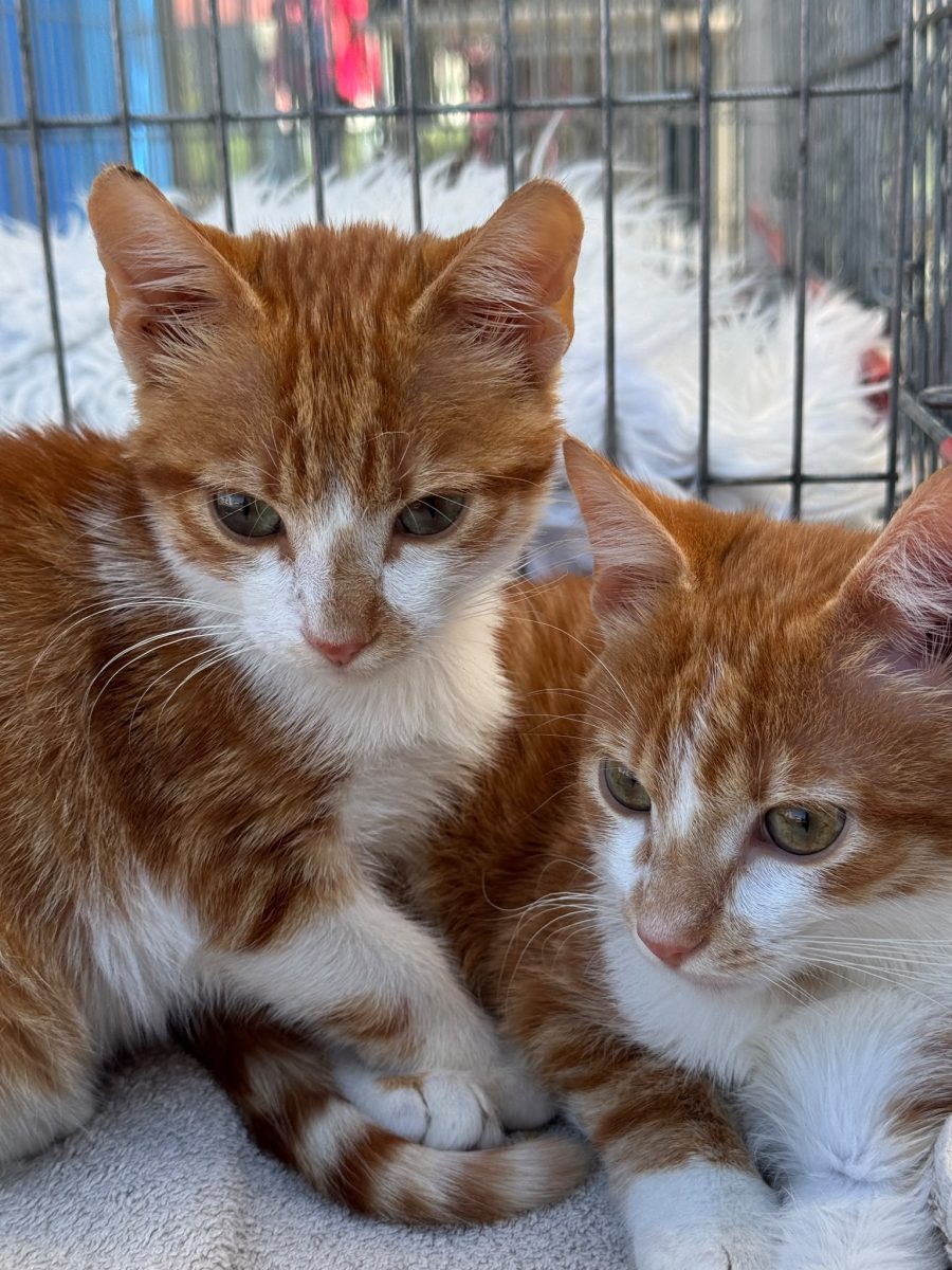 Ginger&Pumpkin