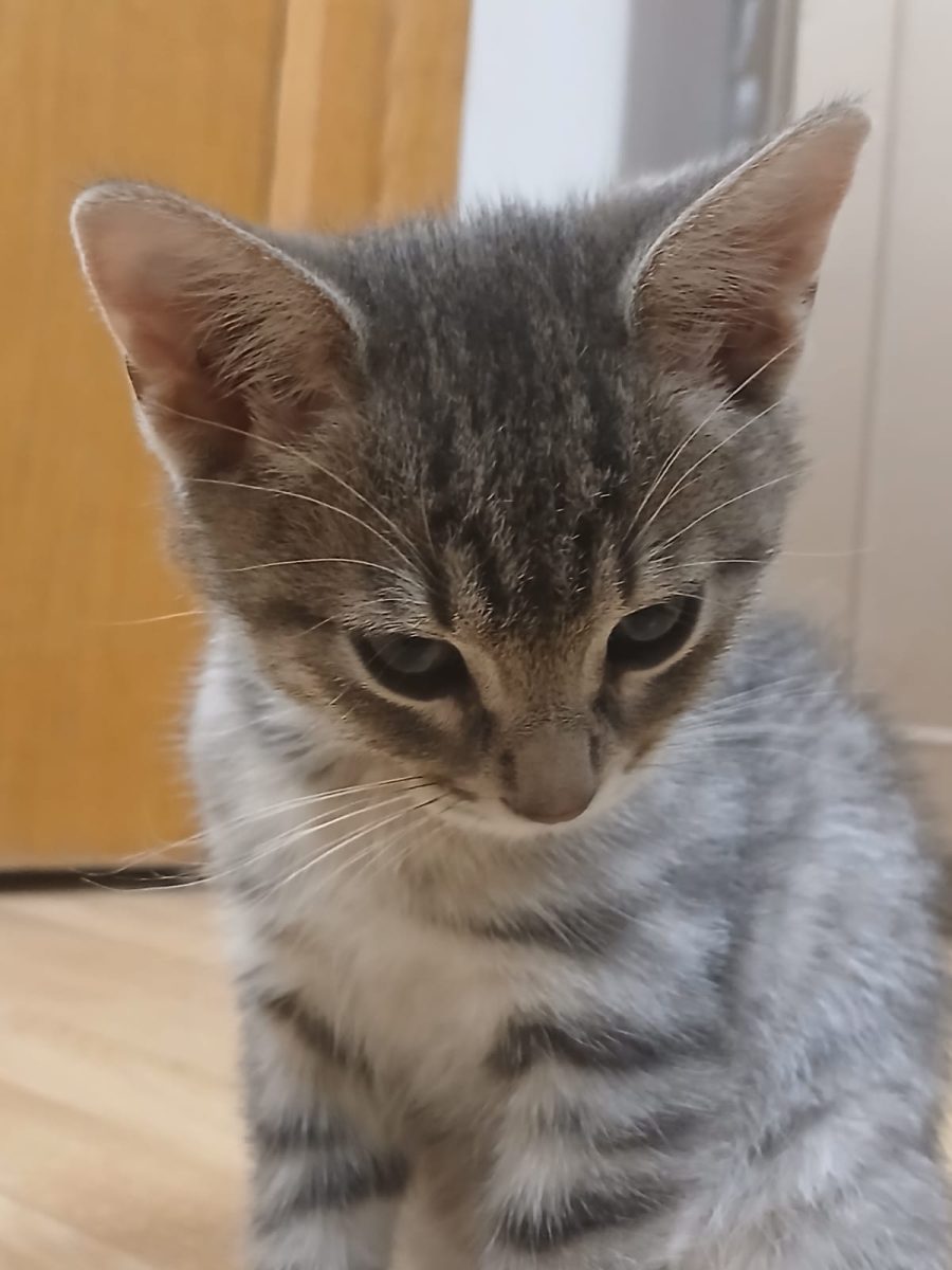 🐾 PUI DE PISICĂ ADORABIL ÎȘI CAUTĂ O FAMILIE IUBITOARE!