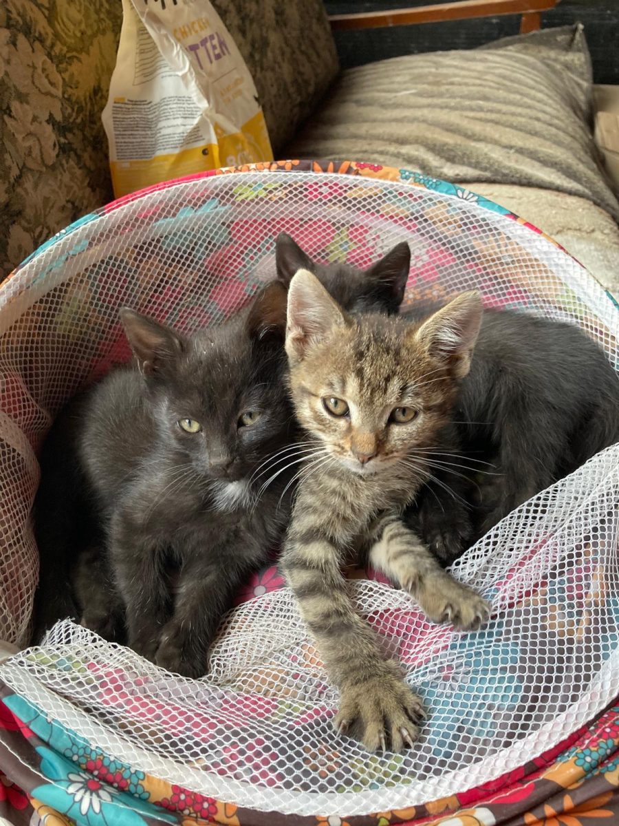 4 puiuti isi cauta casute