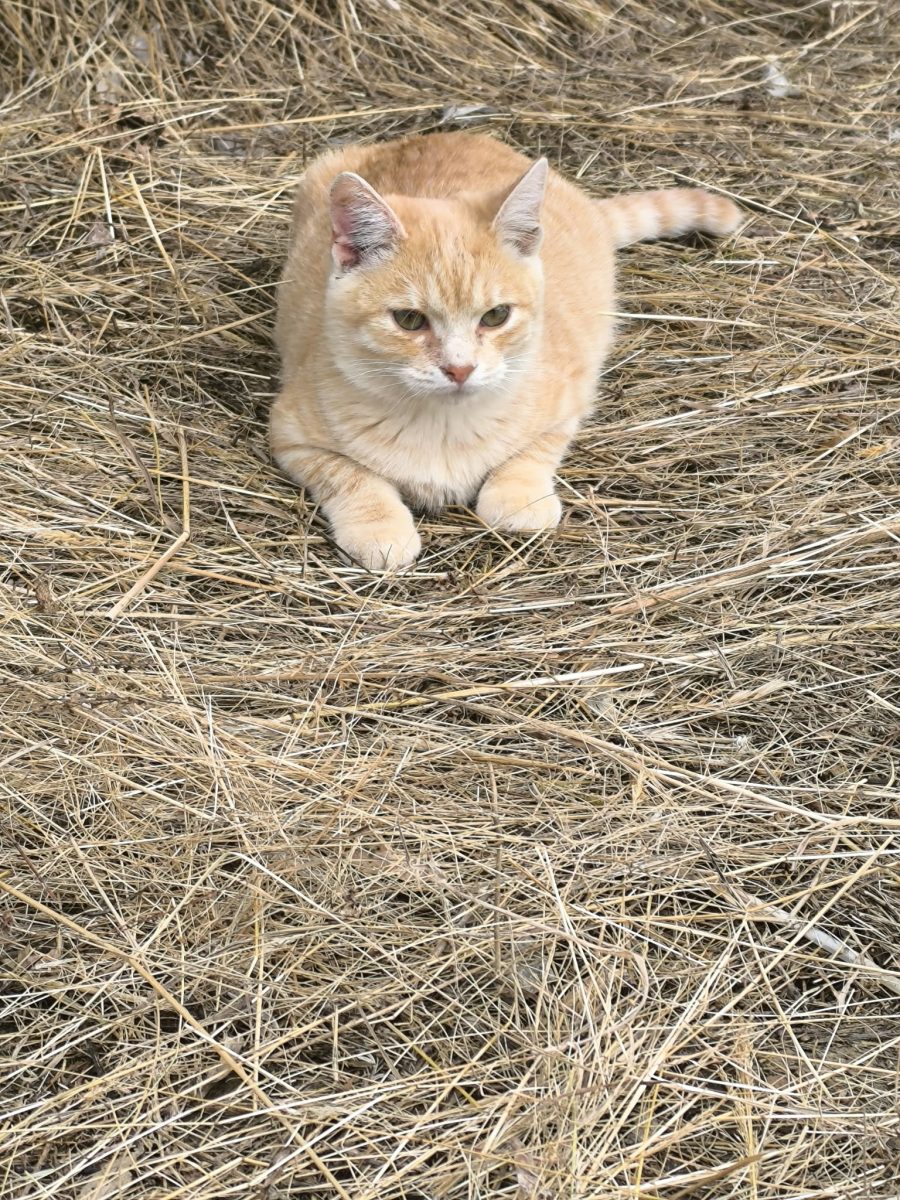 Motanel pentru adoptie