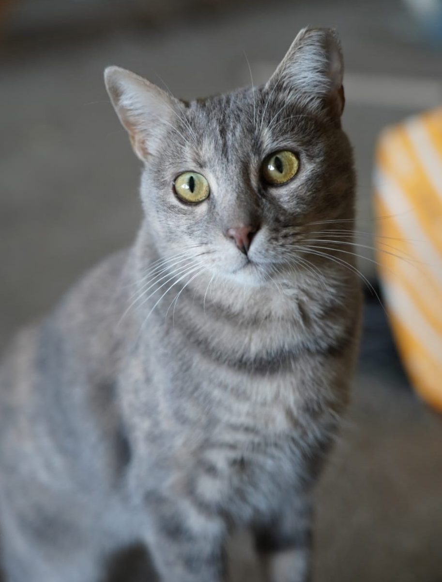 Frumoasa Selene