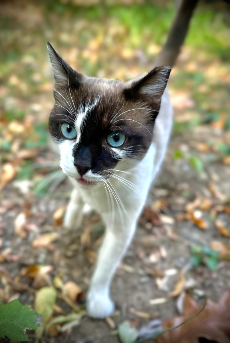 Cum sa ii reziști acestei superbitati de motan?😻😻😻