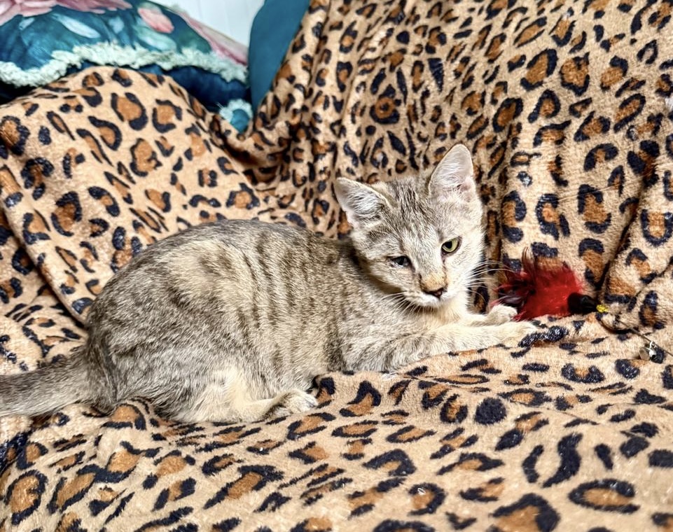 Pisicuta dragalasa pentru familia ta!😻😻😻