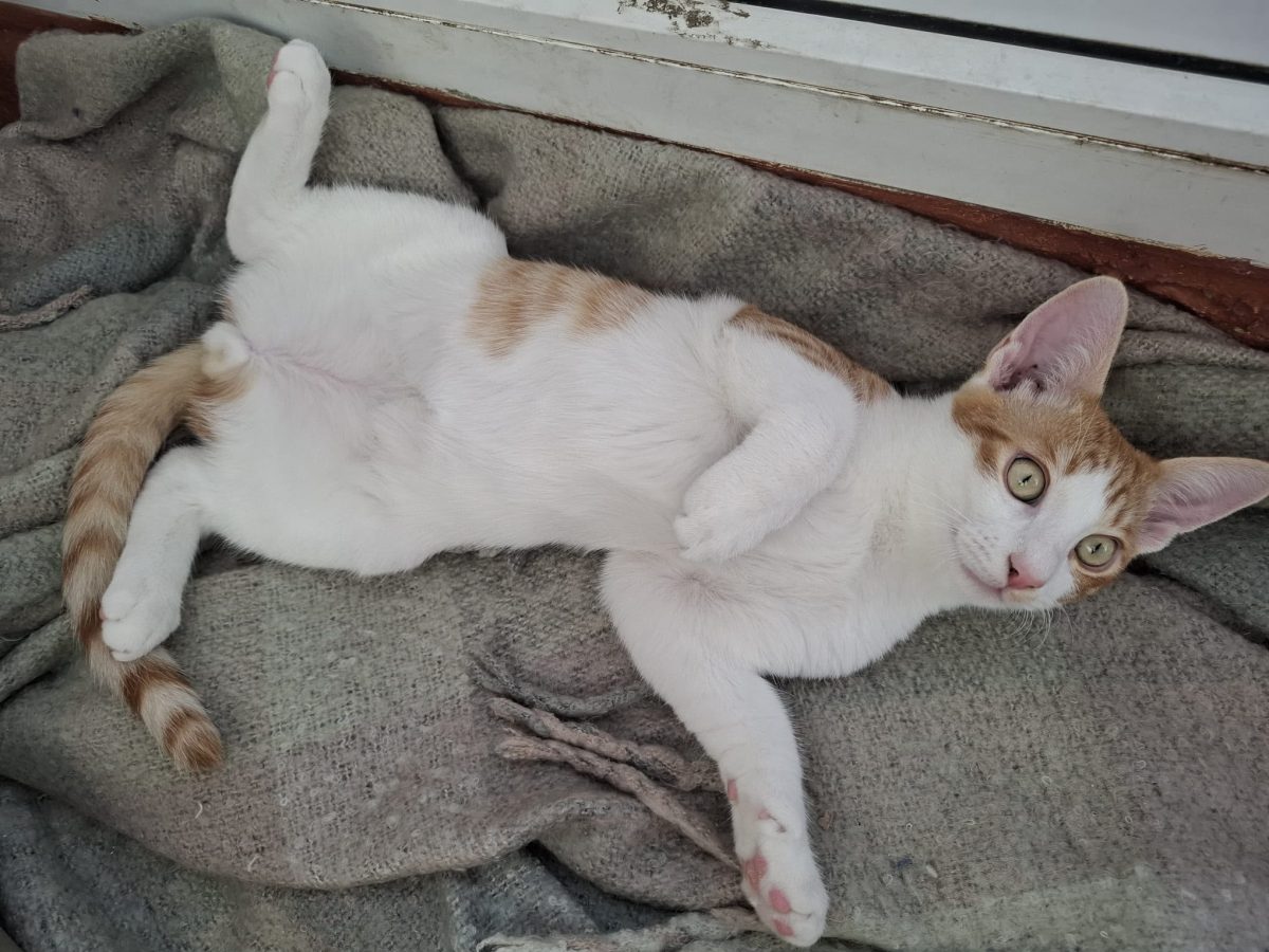 Motanel frumos și iubitor pentru adopție!🧡🧡🧡