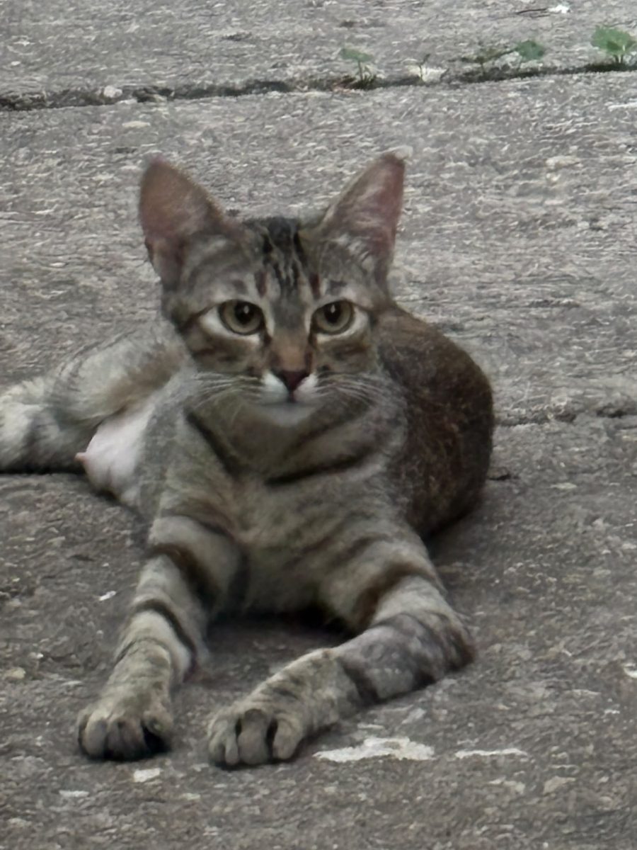Cea mai bună pisică merită cea mai bună familie!🥰🥰🥰